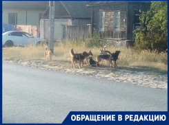 Своры бродячих собак кидаются на жителей поселка в Волгограде