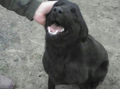 Взятая с улиц Волгограда дворняжка спасла семью ростовчанки от страшного пожара