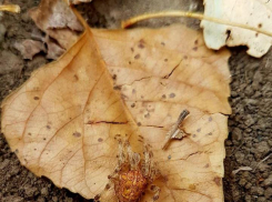 Ядовитый хищный паук скрывается в осенних листьях под Волгоградом