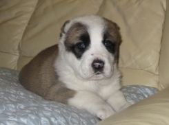 Камышанин украл породистого щенка и продал его по Интернету