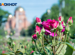 Прогноз погоды в Волгограде на 20 августа 