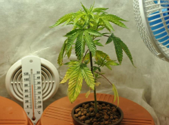 В Камышине рецидивист устроил в своей квартире нарколабораторию   