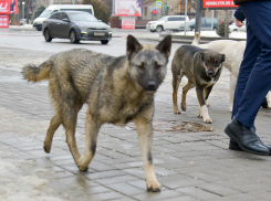 Не обращался к врачам 6 дней: под Волгоградом бешеная собака искусала хозяина