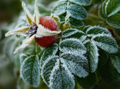 Первые заморозки придут в Волгоград в конце октября 