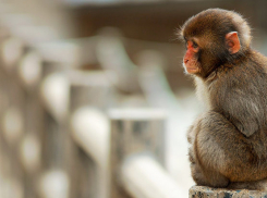 В Волгограде развернулась целая «операция» по поимке мартышки