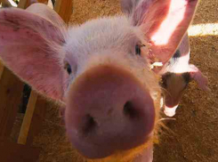 В Красноармейском районе борются с чумой свиней