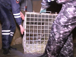 В Волгограде проведут марафон, чтобы построить просторный вольер для спасенной от браконьеров  пумы