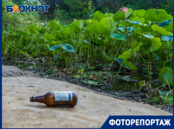 Прекрасные лотосы под Волгоградом доцветают в огрызках после горожан