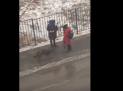 «Агрессивный» претендент на отлов оказался любимой собакой волгоградской детворы