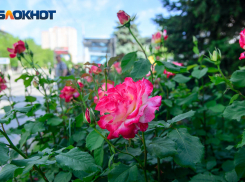 В выходные в Волгоградской области воздух прогреется до +36º