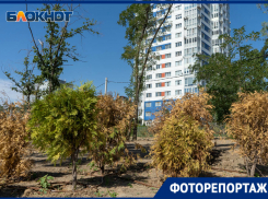 Главный парк Волгограда начал разваливаться и засыхать еще в процессе стройки