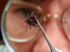 От укусов клещей пострадали 1085 человек в Волгоградской области 