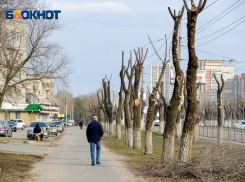 Паспорта на каждое дерево в Волгограде предложил завести общественник