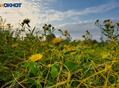 Комфортная теплая погода продолжает радовать волгоградцев 