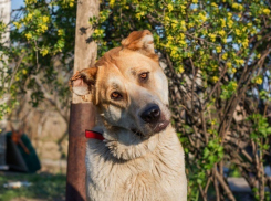 После публикации «Блокнот Волгограда» выброшенному на улицу еле живому алабаю нашли дом