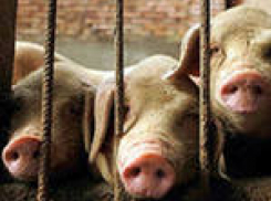 Селянам компенсируют ущерб от африканской чумы свиней