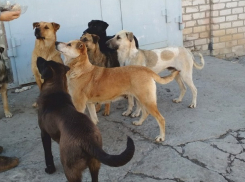 Стая бездомных собак разделила волгоградцев на два воюющих лагеря