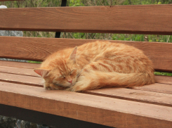 В Волгоградской области 22 июля будет малооблачно и жарко до +35º