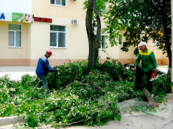 Директор коммерческой компании попыталась «заработать» на озеленении города Волжского