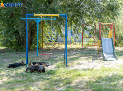 Мэрию Волгограда признали виновной в нападении бездомной собаки на ребенка