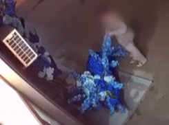 Наглый романтик обокрал цветочный в центре Волгограда - видео