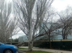 Сильный ветер сносит деревья в Волгоградской области