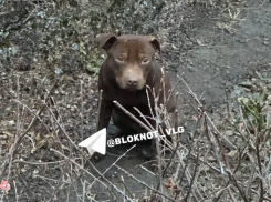 Грустный стафф двое суток просидел на улице и покорил интернет