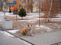 Десятиградусные морозы возвращаются в Волгоградскую область