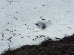 Опубликовано видео с места обнаружения тела 15-летней Айлиты Ли в Чухонастовке 