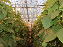 Требуются овощеводы и агрономы. Высокая з/п. Тел. +7 (8443) 21-05-13