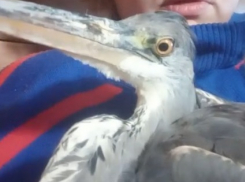 Еще одна птица мучительно погибла в отравленном приюте в Волгограде