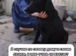 «Постоянно плачет и не спит»: черного лабрадора нашли у тоннеля в Волгограде