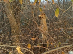 Труп повешенной собаки на дереве больше недели пугает волгоградцев