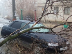 Дерево рухнуло на легковушку в Волгограде
