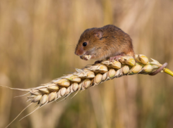 В Волгоградской области даже мелкие грызуны способствуют движению вперед