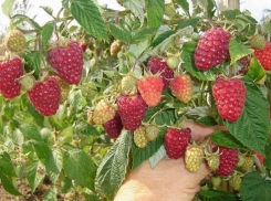 В Волгограде собирают урожай Бриллиантовой и Золотой малины