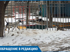Нас также могут загрызть собаки, как парня из Подмосковья, - волгоградка