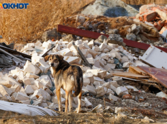 Животное со смертельным диагнозом поставило «на уши» волгоградский город