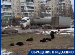 «Собаки дремлют, как и администрация»: стая животных оккупировала главный бульвар юга Волгограда