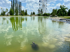 В пруду Волгоградского ЦПКиО сняли на видео 7 больших черепах