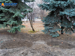 «Им слишком тесно»: в горсаду Волгограда выкопали голубые ели