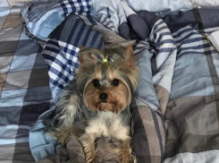 Волгоградцев просят помочь найти терьера с сережками в ушах