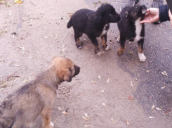 У кладбища неизвестные вышвырнули 8 щенков: один погиб, пятерых пытается спасти волгоградка