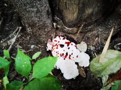 В Волго-Ахтубинской пойме нашли редкий гриб из Америки, который ест насекомых