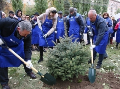 В Волгограде посадили голубые ели на смену тополям