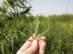 Волжанина задержали на острове Зеленый с 1,5 кг марихуаны