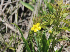 Ботаники пересчитали растущие в Волгоградской области краснокнижные лютики: редкий вид