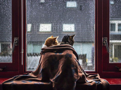 Дождями заливает измученную жарой и духотой Волгоградскую область