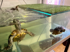 Черепахи из Волгоградского ЦПКиО поедут на зимовку