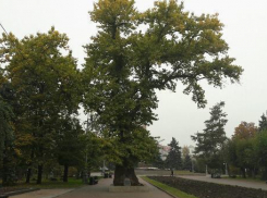 Тополя-клоны высадят во всех районах Волгоградской области